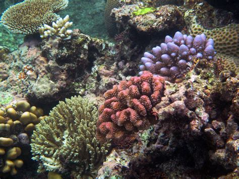 The great barrier reef is the world's largest coral reef system composed of over 2,900 individual reefs and 900 islands stretching for over. Great Barrier Reef - Reef in Coral Sea - Thousand Wonders
