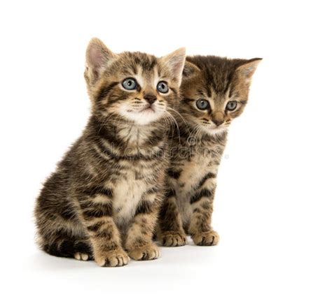 Two Tabby Kittens On White Stock Photo Image Of Background 22417474