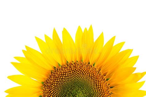 Sunflower Isolated On White Stock Image Image Of Meadow Nature 61788717