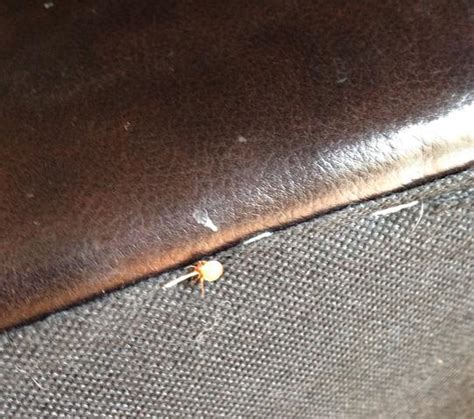 Pests We Treat Bed Bugs In Monmouth Beach Nj