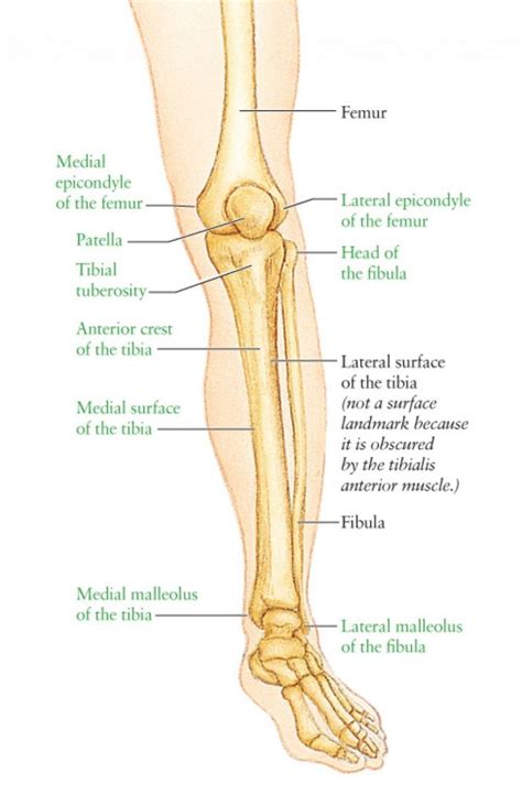 Leg Bone Anatomy Diagram Diagram Of Human Leg Human Anatomy Diagram