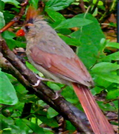 Female Cardinal Bird Photograph By Debra Vatalaro
