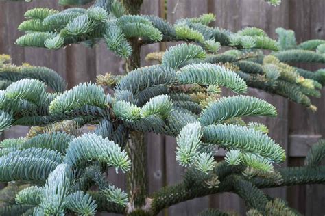 Noble Fir Care And Growing Guide
