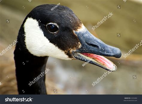 Close Up Of A Canadian Goose Head Stock Photo 3233482 Shutterstock
