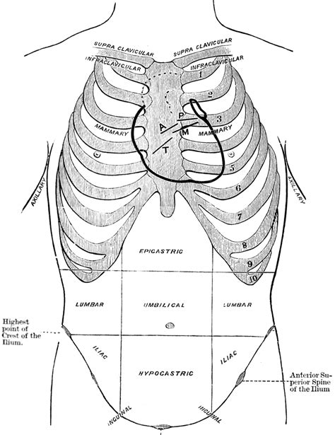 Diagram Of Thoracic And Abdominal Regions Clipart Etc