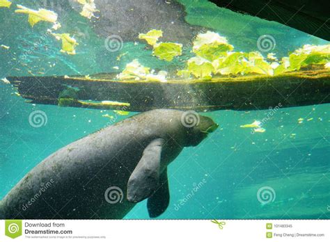 Manatee Is Eating Lettuce Stock Image Image Of Glass 101483345
