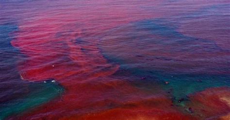 Científicos Diseñan Sistema De Observación Y Predicción De Marea Roja