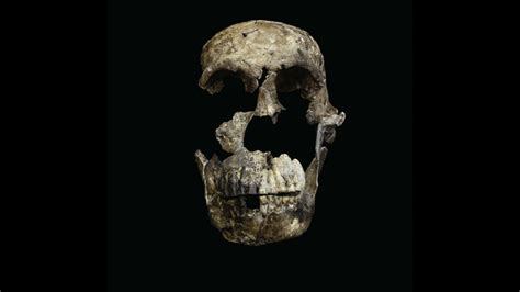 Naledi belongs near the base of the homo family. L'Homo naledi era un nostro contemporaneo - Wired
