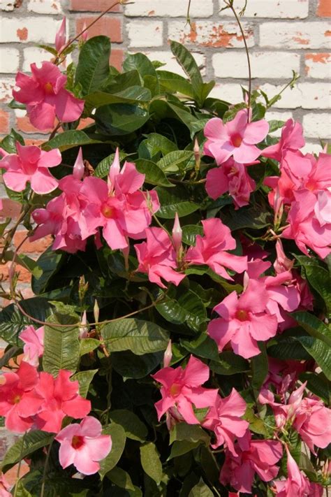 We did not find results for: Mandevilla Vine Not Blooming | ThriftyFun