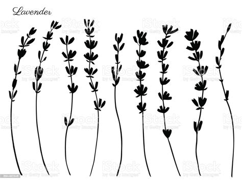Good for cosmetics, medicine, treating, aromatherapy, nursing, package design field bouquet. Lavender Flowers Hand Drawn Doodle Vector Black Silhouette ...