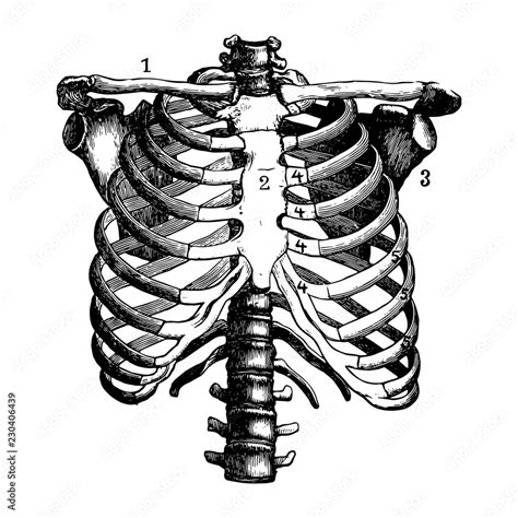 Human Skeleton Chest Ribcage Anatomy Black And White Illustration