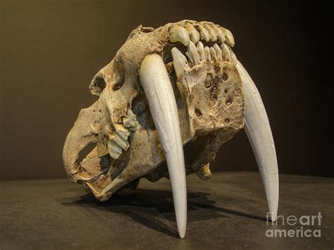 Saber Tooth Tiger Skull Front View