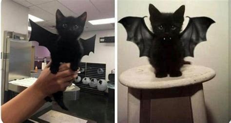 Heres A Kitty Dressed As A Bat Rcats