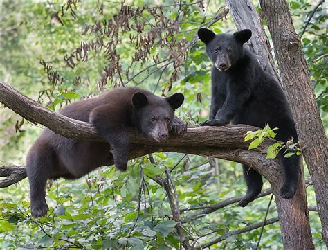 Can Bears Climb Trees Worldatlas
