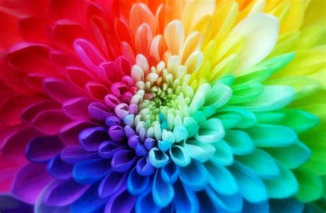 Tie Dye Flower Pictures, Photos, and Images for Facebook ...