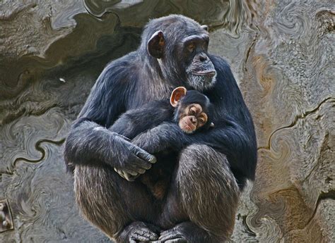 Mother And Child Chimpanzee Photograph By Daniele Smith