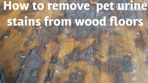 How To Remove Dog Urine Stains From Hardwood Floors Paradox
