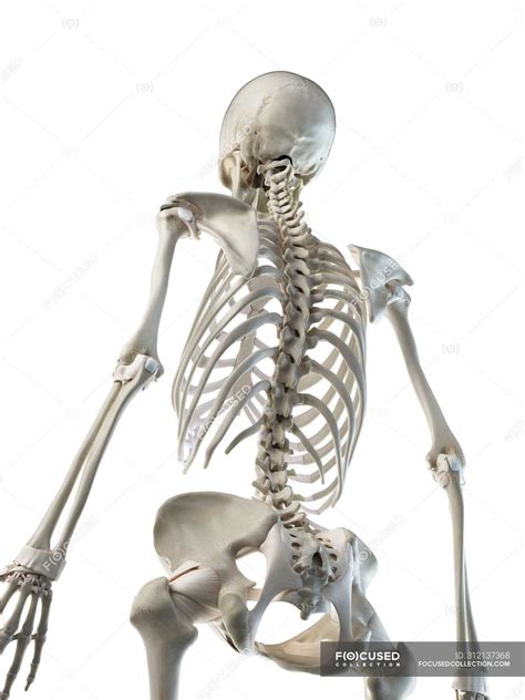 Human Bone Anatomy Back Human Skeleton Parts Function