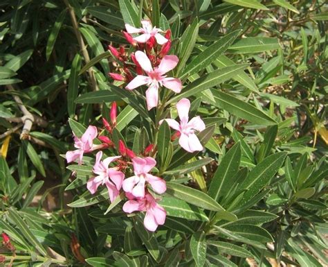 Plant Identification Closed Oleander 1 By Resin