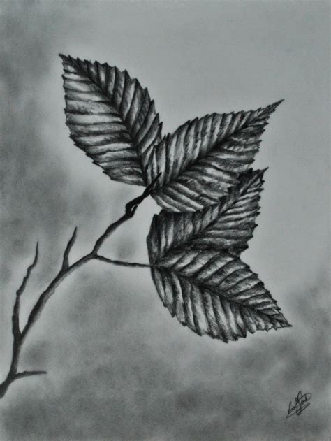 Realistic Leaf Pencil Drawing Bestpencildrawing