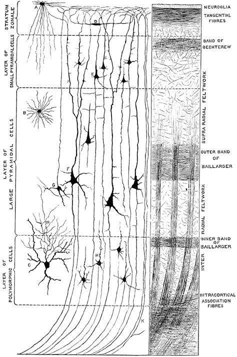 Minute Structure of Cerebral Cortex | ClipArt ETC