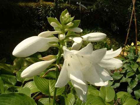 Hosta Plantaginea Aphrodite Blanc Parfumé Pépinière Du Penthièvre