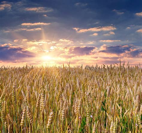 Sunrise Among A Wheat Fields Stock Photo Image Of Cloudscape Farm