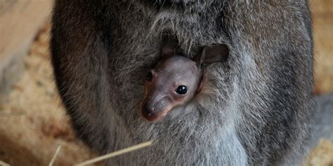 How animals give birth: 10 of the strangest ways - Business Insider