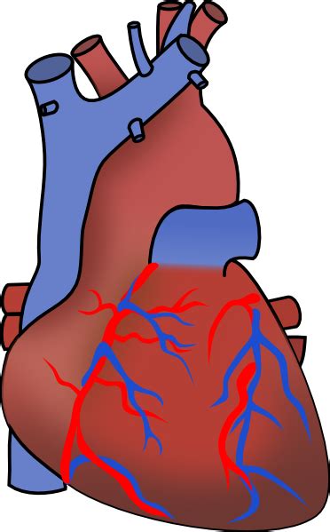 Unlabelled Diagram Of The Human Heart Clipart Best