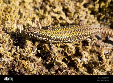 British Common Lizard Image Hi Res Stock Photography And Images Alamy