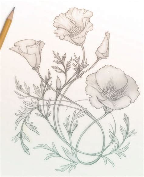 California Poppies Sketch By Catherine Noel Of Hunter And Moon