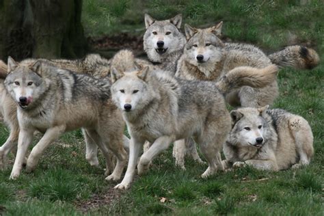Grey Wolf Pack