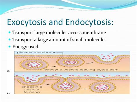 What are some examples of endocytosis? PPT - Cellular Transport PowerPoint Presentation - ID:6932620