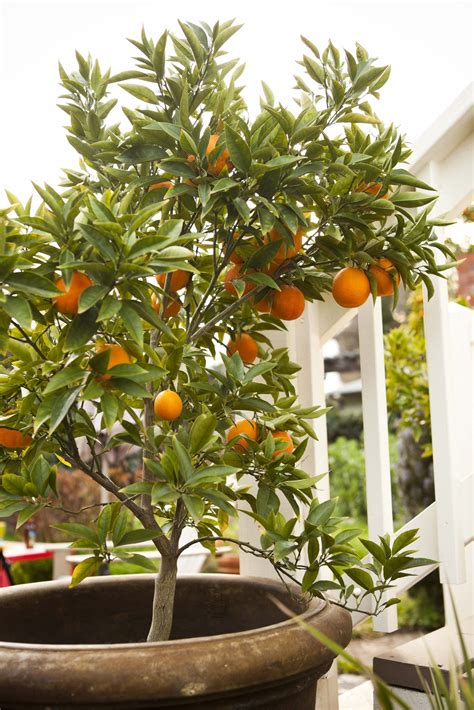 What I Wouldnt Give To Have An Orange Tree Must Haves Pinterest