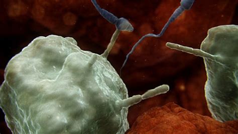 Bbc One Inside The Human Body Creation Sperm Attacked By The Immune