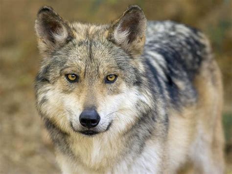 Court Mandates New Recovery Plan For Mexican Gray Wolves