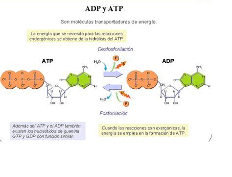 BIOLOGÍA 1Bachillerato OJA LA ENERGÍA EN LAS CÉLULAS EL ATP