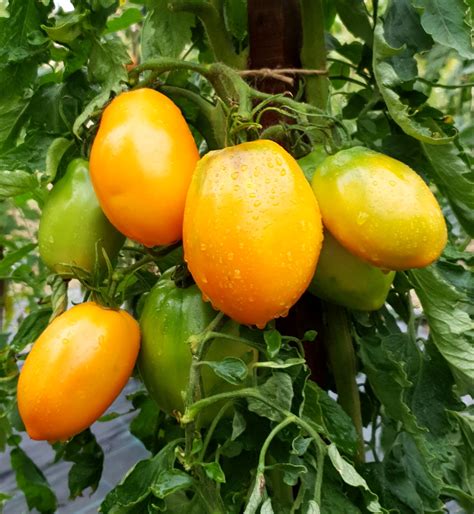 Yellow Tomatoes Yellow Kenigsberg Tomato