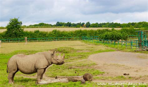 Howletts Wild Animal Park Canterbury Kent