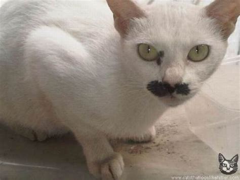 Cats That Look Like Hitler 39 Pics