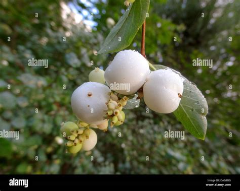 Common Snowberry Waxberry Symphoricarpos Albus Symphoricarpos