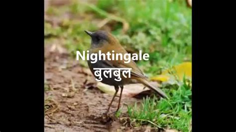 Birds name in tamil and english. Birds Name in English Hindi with Picture | Birds Name with ...
