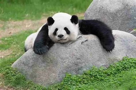 Where Do Giant Pandas Sleep 4 Things You Need To Know