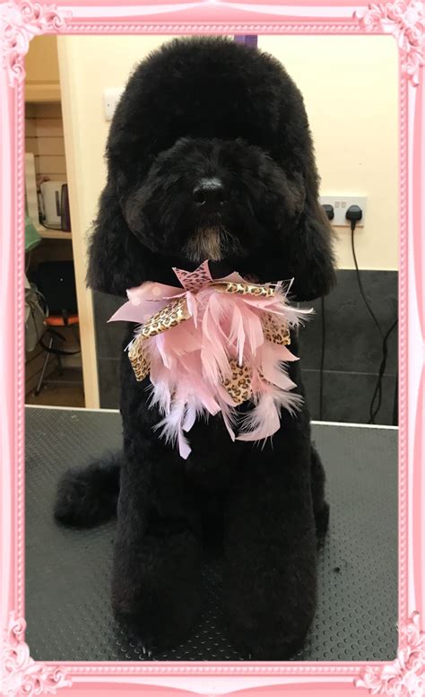 Each pet is unique and that means their grooming service should be too. Pin de Lisa Hart Grooming 🐶 en My Grooms | Animales, Personas