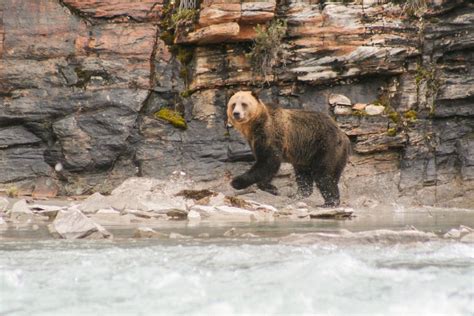Grizzly Bear Explore Jasper National Park Alberta Canada