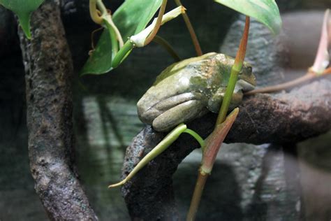 Mexican Dumpy Frog 2 0418 By Karakata On Deviantart