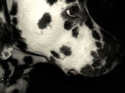 Check spelling or type a new query. Sad Dalmatian on black background wallpapers and images ...