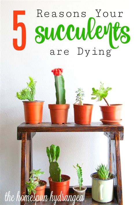 Over watering a cactus is much more damaging than under watering. 5 Reasons Your Succulents are Dying and What to Do - The ...