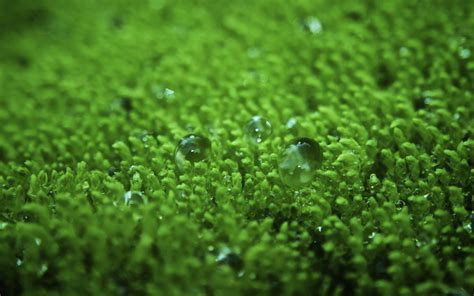 Green Moss With Water Droplets Hd Wallpaper Wallpaper Flare