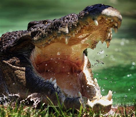 Read reviews from world's largest community for readers. Spear fisherman killed by monster 13ft crocodile in Australia